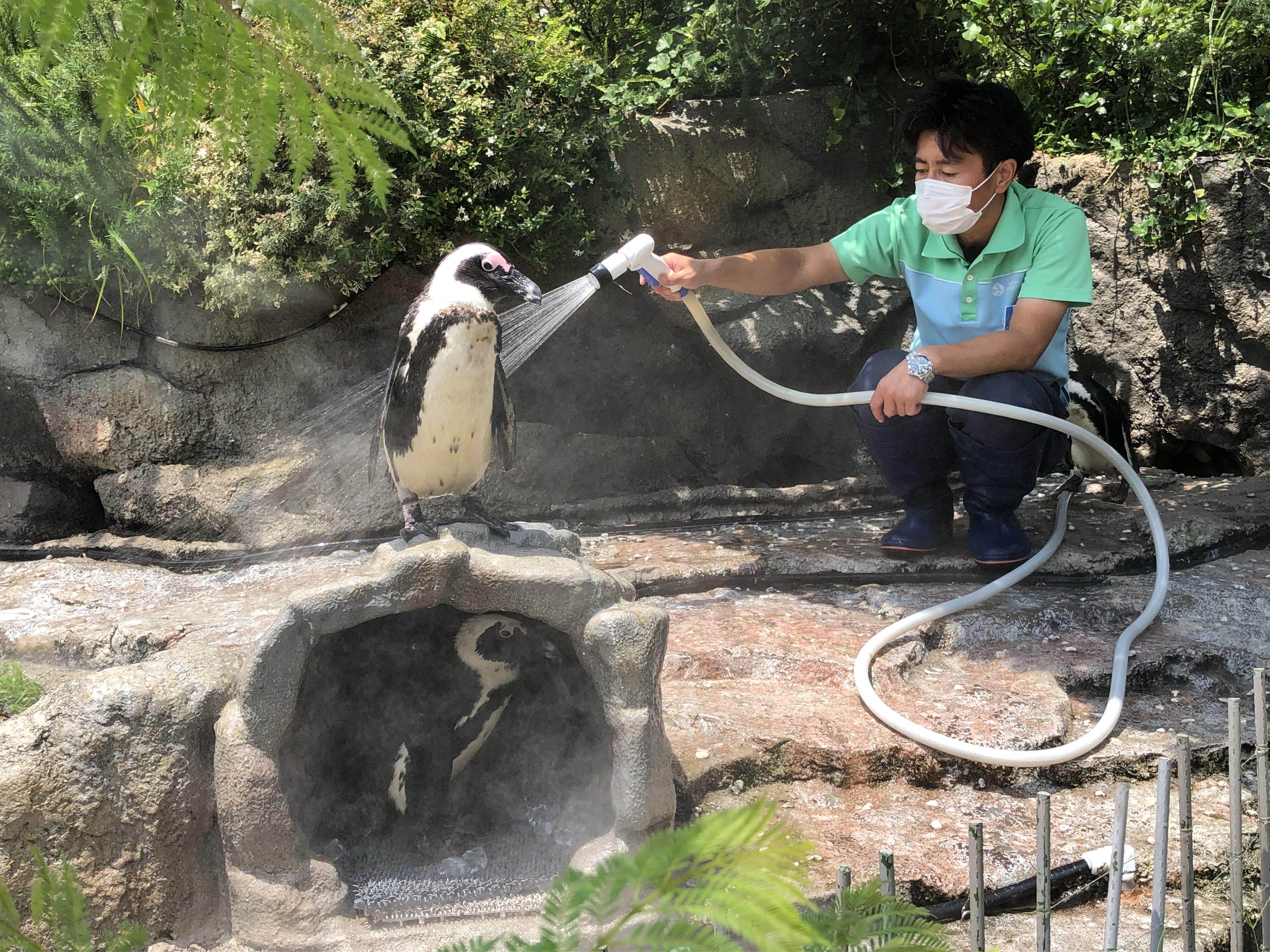サンシャイン水族館の熱中症対策2025